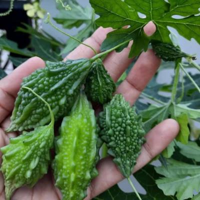 Bitter Gourd, Karela (Loose), 1 kg