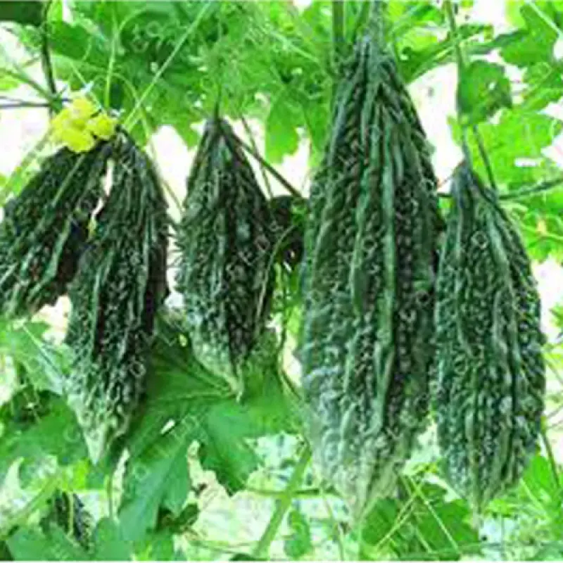 Bitter Gourd, Karela (Loose), 1 kg