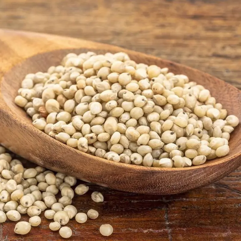 Discover the Power of Jowar (Sorghum) - A Nutrient-Rich Super grain for Your Health