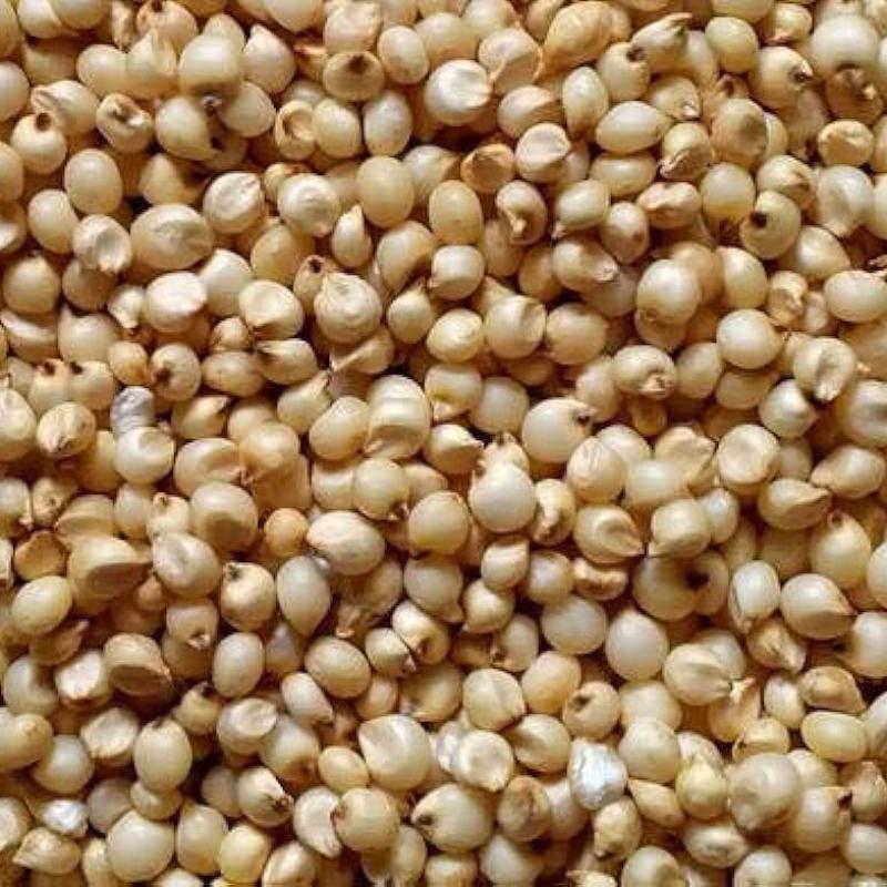 Discover the Power of Jowar (Sorghum) - A Nutrient-Rich Super grain for Your Health