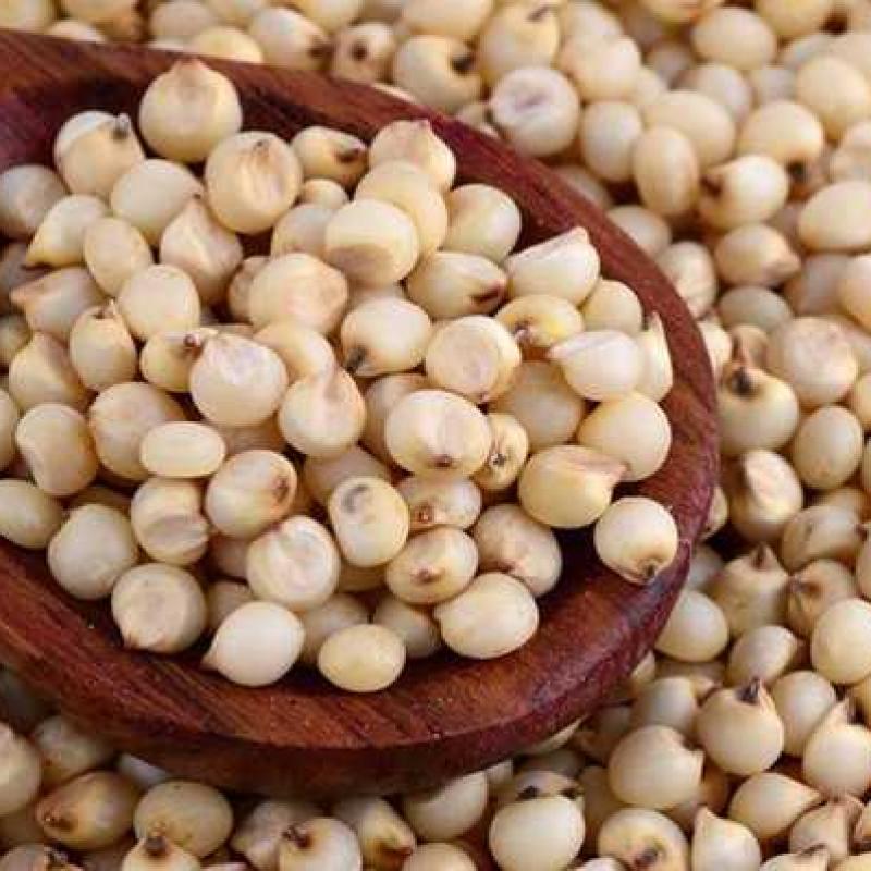 Discover the Power of Jowar (Sorghum) - A Nutrient-Rich Super grain for Your Health