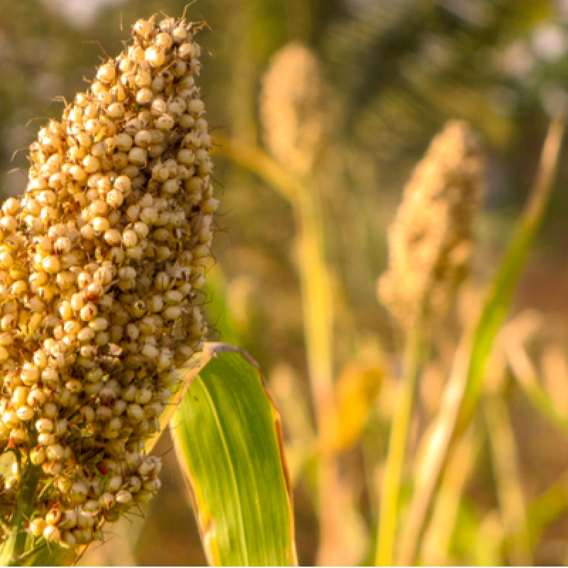 Discover the Power of Jowar (Sorghum) - A Nutrient-Rich Super grain for Your Health