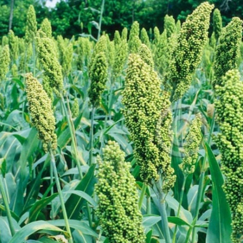 Discover the Power of Jowar (Sorghum) - A Nutrient-Rich Super grain for Your Health